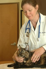 Dr. Karin Burns, Gilbert AZ veterinarian, examines a cat
