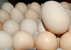 Eggs, Crates and Chicks