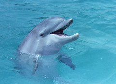 Dolphins, Sea World, 1980 - 1981