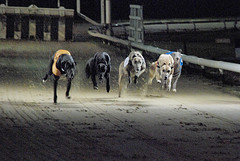 Henlow Greyhound Racing