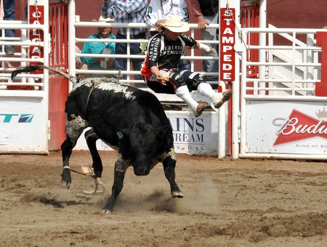 Bullfighter Flight