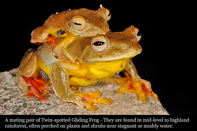 055_frogtwinspotted