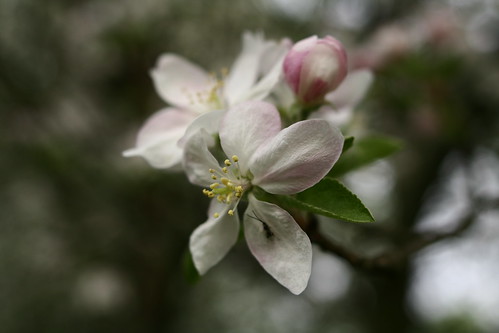 spring-apple-tree-flower