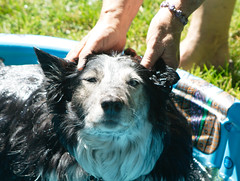 Bathing Dogs