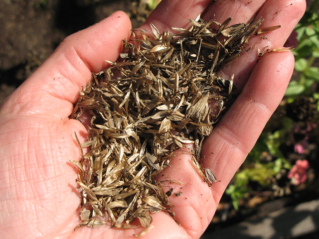 Strawflower Seeds Flickr Photo Sharing