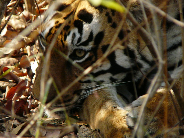 Invitation to Join me on a Mammal extravaganza in Gujarat and Tadoba