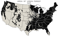 Virgin Forests in 1620