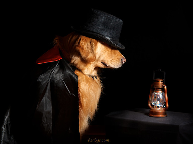 Dog of Mystery