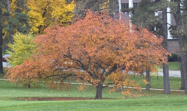 crabapple robinson tree