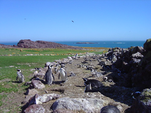 企鵝島海岸海洋公園上的麥哲倫企鵝（照片提供：Municipality of Puerto Deseado Santa Cruz）