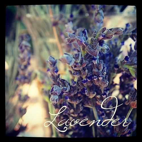 Garden Alphabet: Lavender | A Gardener's Notebook with Douglas E. Welch