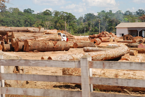非法砍伐木材。（照片：joellehernandez。）