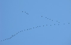 A Honking V of Geese