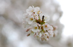 High Park Cherry Blossoms, 2011