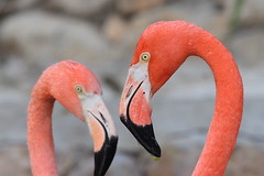 Phoenicopteridae - Flamingos