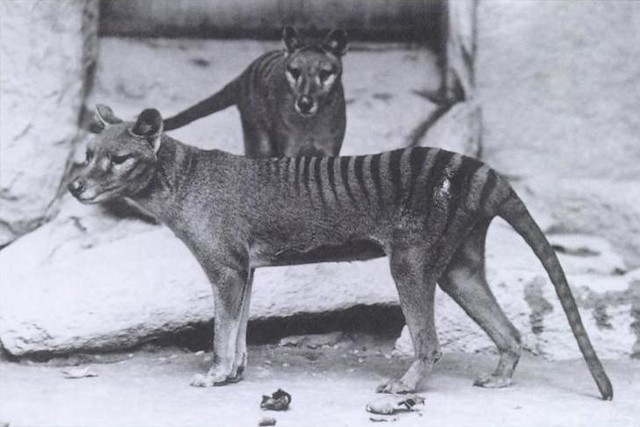 Thylacines 01 (Wiki)