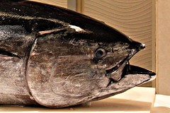 Tuna Sushi Ceremony