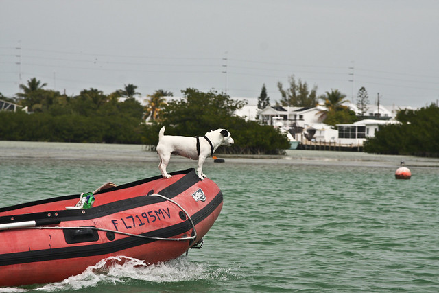 Dog & dinghy