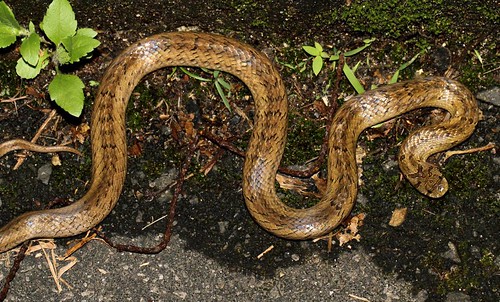 Taiwan Kukri Snake (Oligodon formosanus)