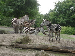 Zebra / Zèbre