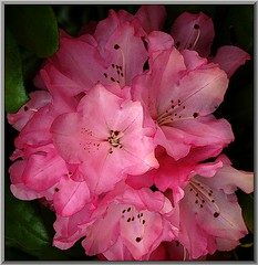 Rhododendron and Azalea