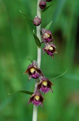 British & European orchids (except Occitanie)