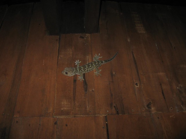 Toko Gecko