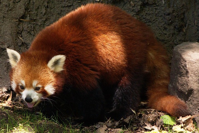Red panda can't enjoy her sunlight