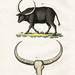 bertuch bison 2