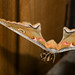 IMG_7216 Polyphemus Moth NH,NH