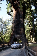 Chandelier Tree in Leggett California
