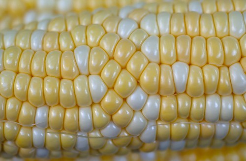 corn kernel phyllotactic defect