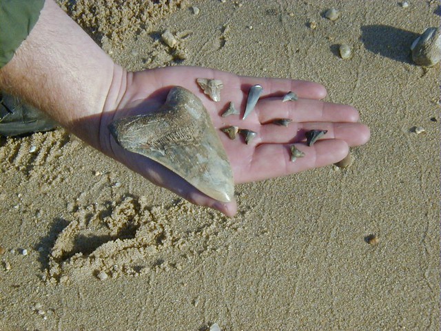 Sharks teeth found on beach at Westmoreland