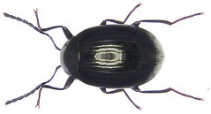 Coleoptera Tenebrionidae South East Asia