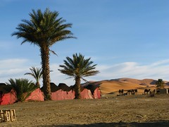Camelos em Merzouga