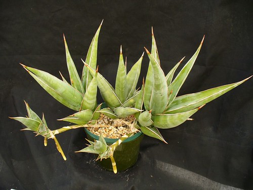 Sansevieria pinguicula 2 aug09 by u4banut