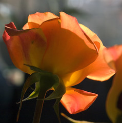Rosen / Roses