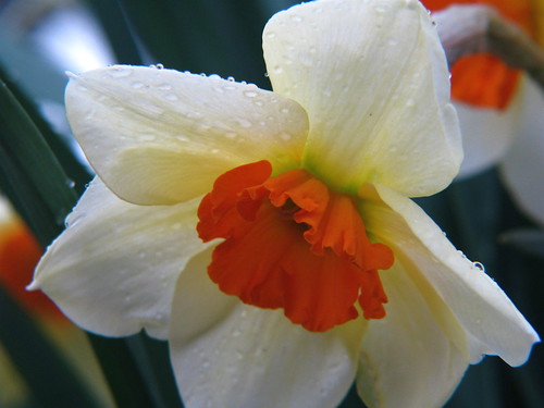 Narcis 'Geranium'
