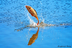The jump of the Black carp. Adult.