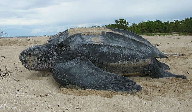 Leatherback Turtle Costa Rica 