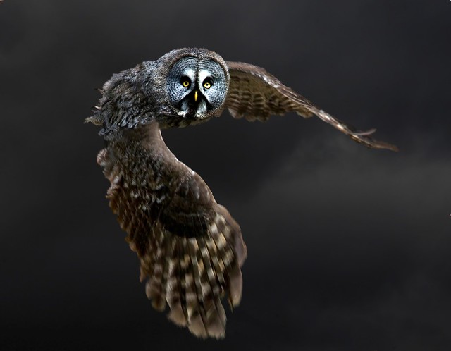 Great grey owl in flight from Hogwarts (strix nebulosa)