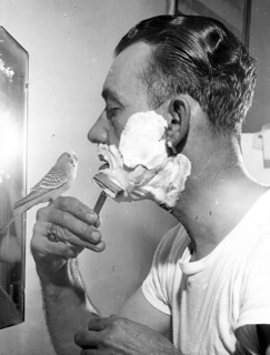 Man Shaving with Parakeet