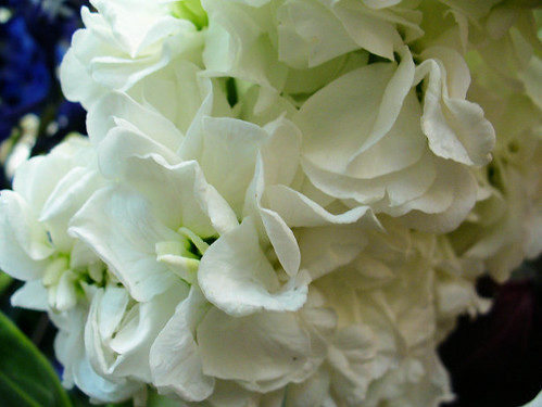 stock flowers pictures