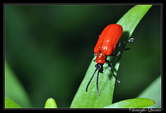Coleoptera/Chrysomelidae