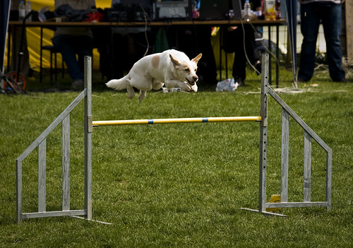 Don't need hurdles... I can fly!!!