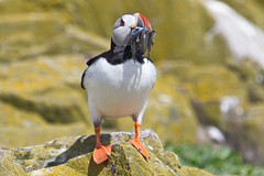 Puffins with sand eels