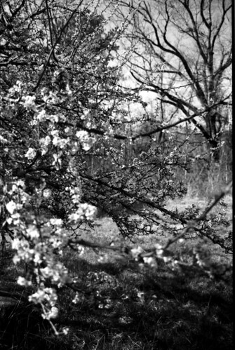 Apple Blossoms Webster co MS Hickory Ridge Studio