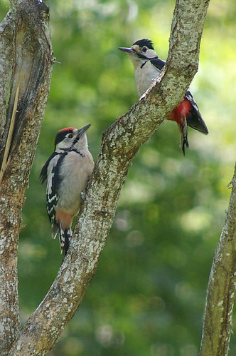 Woodpeckers 3
