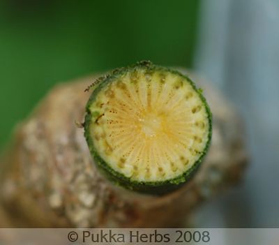 Pukka Organic on Inside Of Guduchi Vine   Organic Herbs   Flickr   Photo Sharing