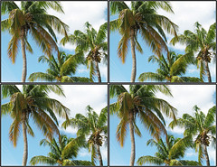 (Stereo) Fun in the Caribbean - Day 4